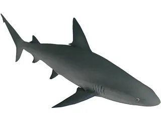 Sandbar Shark 3D Model