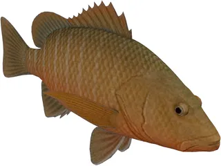 Mangrove Red Snapper 3D Model