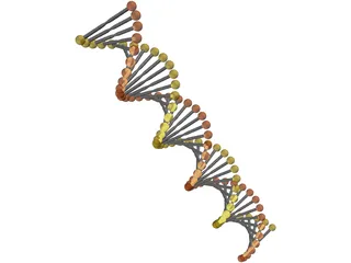 DNA Model 3D Model