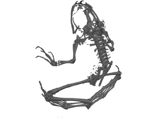 Frog Skeleton 3D Model