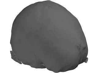 Brain 3D Model