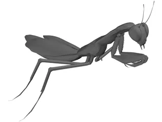 Praying Mantis 3D Model