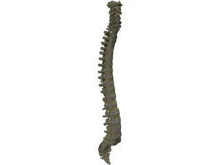 Vertebral Column 3D Model