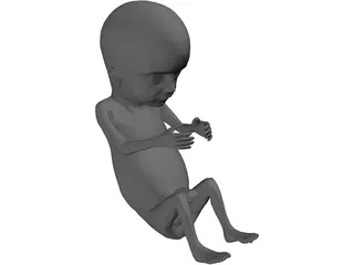 Fetus 12-Week 3D Model