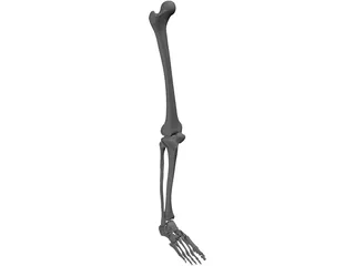 Leg Bone Female Right 3D Model