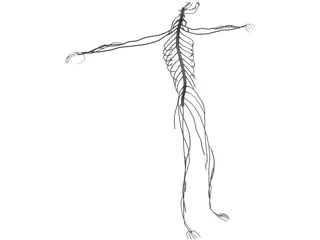 Nervous System 3D Model