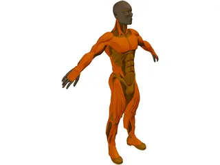Muscle Man 3D Model