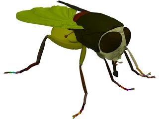 Fly 3D Model