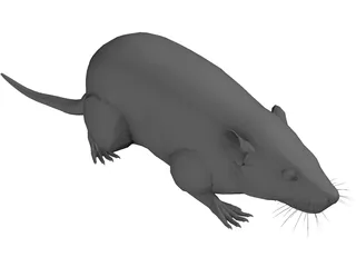 Rat 3D Model