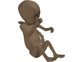 Fetus 3D Model