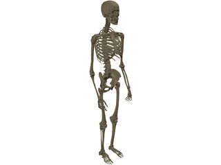 Skeleton Male 3D Model