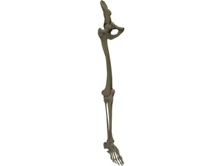 Leg Bone Right 3D Model