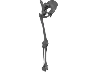 Leg Bone, Knee Joint and Pelvis 3D Model