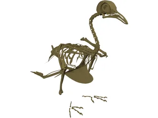 Pigeon Skeleton 3D Model
