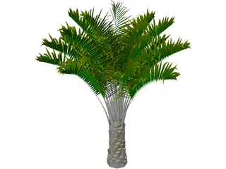 Butia Capitata 3D Model