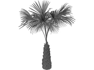 Sabal Palmetto Tree 3D Model