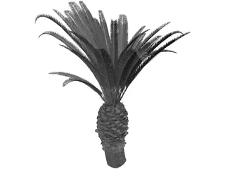 Phoenix Canariensis 3D Model