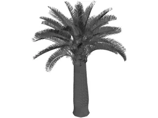 Jubaea Chilensis 3D Model