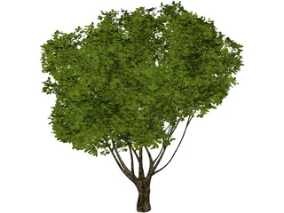 Garden Tree 3D Model