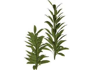 Cordylinea Glauca 3D Model