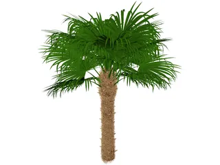 Windmil Palm 3D Model