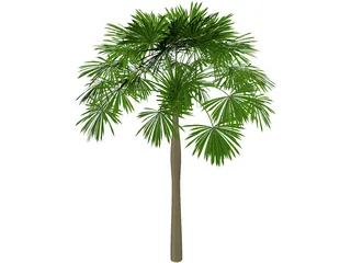 Sabal Palmetto 3D Model