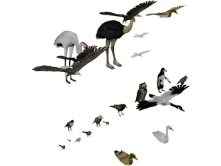 Birds Collection 3D Model