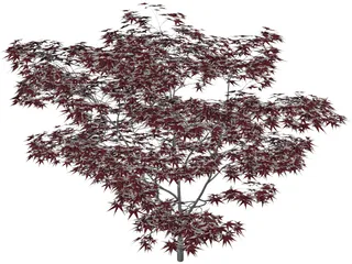 Japanese Maple Tree 3D Model