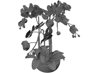 Orchid 3D Model