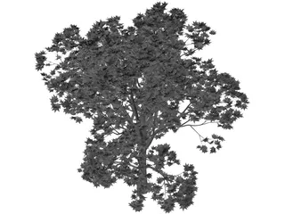 Oak Tree 3D Model