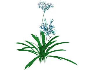 Agapanthus 3D Model