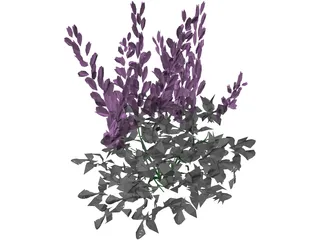 Astilbe Chinensis 3D Model