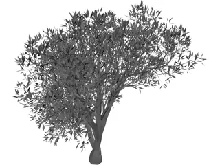 Olive Tree 3D Model