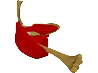 Shoulder Muscle 3D Model