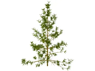 Pine Tree 3D Model