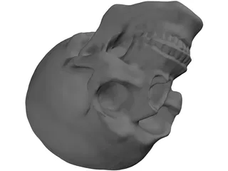 Skull Hollowed 3D Model
