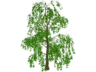 Tree 3D Model