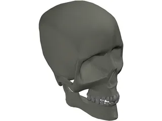 Skull 3D Model