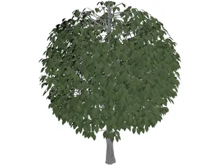 Tree 3D Model