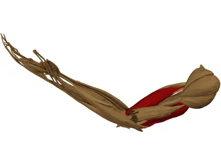 Hand Muscle 3D Model