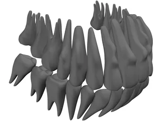 Teeth 3D Model