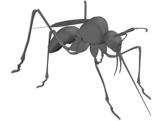 Mosquito 3D Model