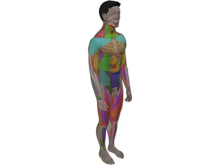 Human Male Complete Anatomy 3D Model