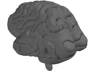 Brain 3D Model