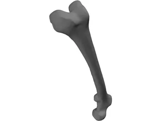 Femur Bone 3D Model