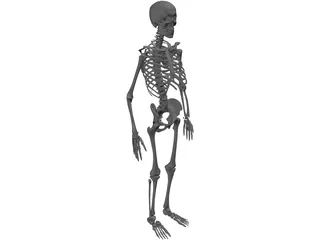 Skeleton Human Male 3D Model