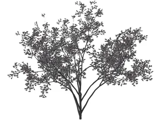 Cercis Siliquastrum Tree 3D Model