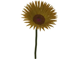 Sunflower 3D Model