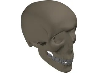 Skull Male 3D Model