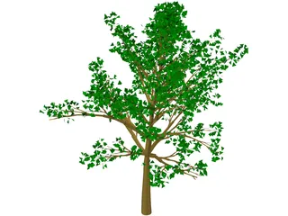 Tree 3D Model